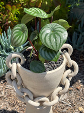 Load image into Gallery viewer, Grekko Planter
